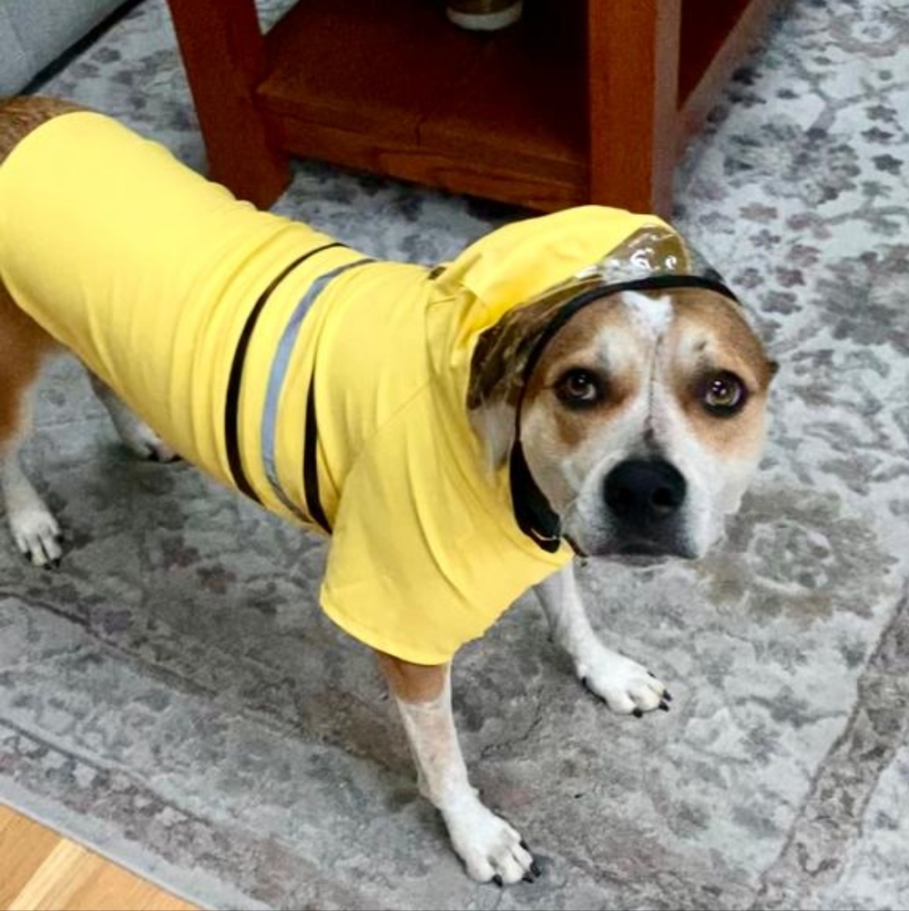 Youly Dog Raincoat Size XL